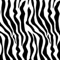 Zebras Stock Design Tissue Paper (A)
